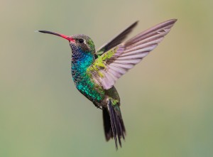 hummingbirdFull